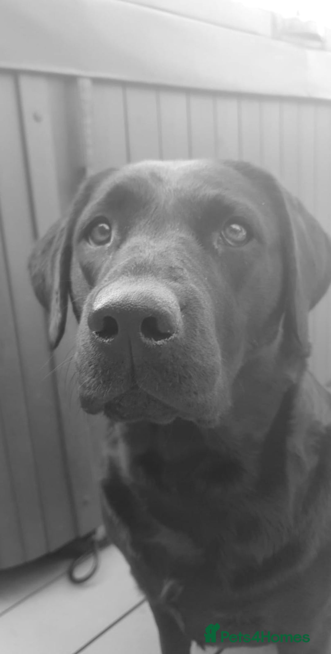 Labrador Retriever dogs for sale: Beautiful pedigree puppies ready 30th Sept - Image 18