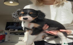 Mixed Breed dogs for sale: Borderlier puppy  - Image 4