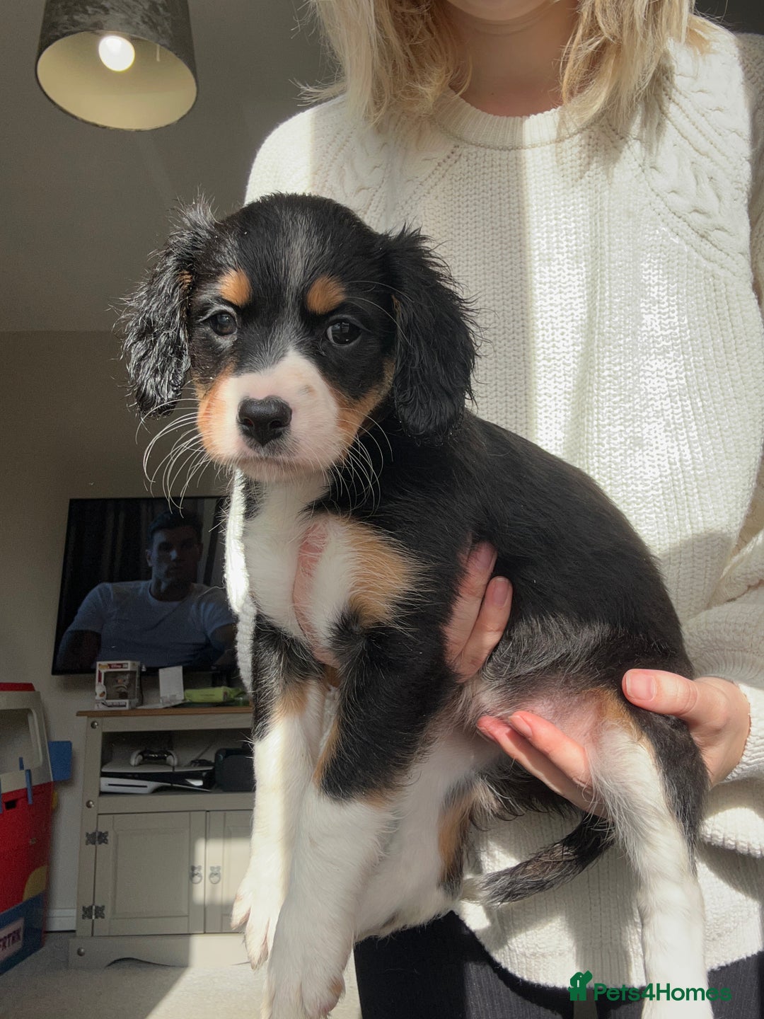 Mixed Breed dogs for sale: Borderlier puppy  - Image 4