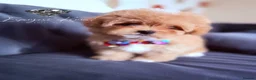 Toy Poodle dogs for stud: 👑 One-in-a-Million red Asian Toy Poodle Stud 👑 - Advert 20