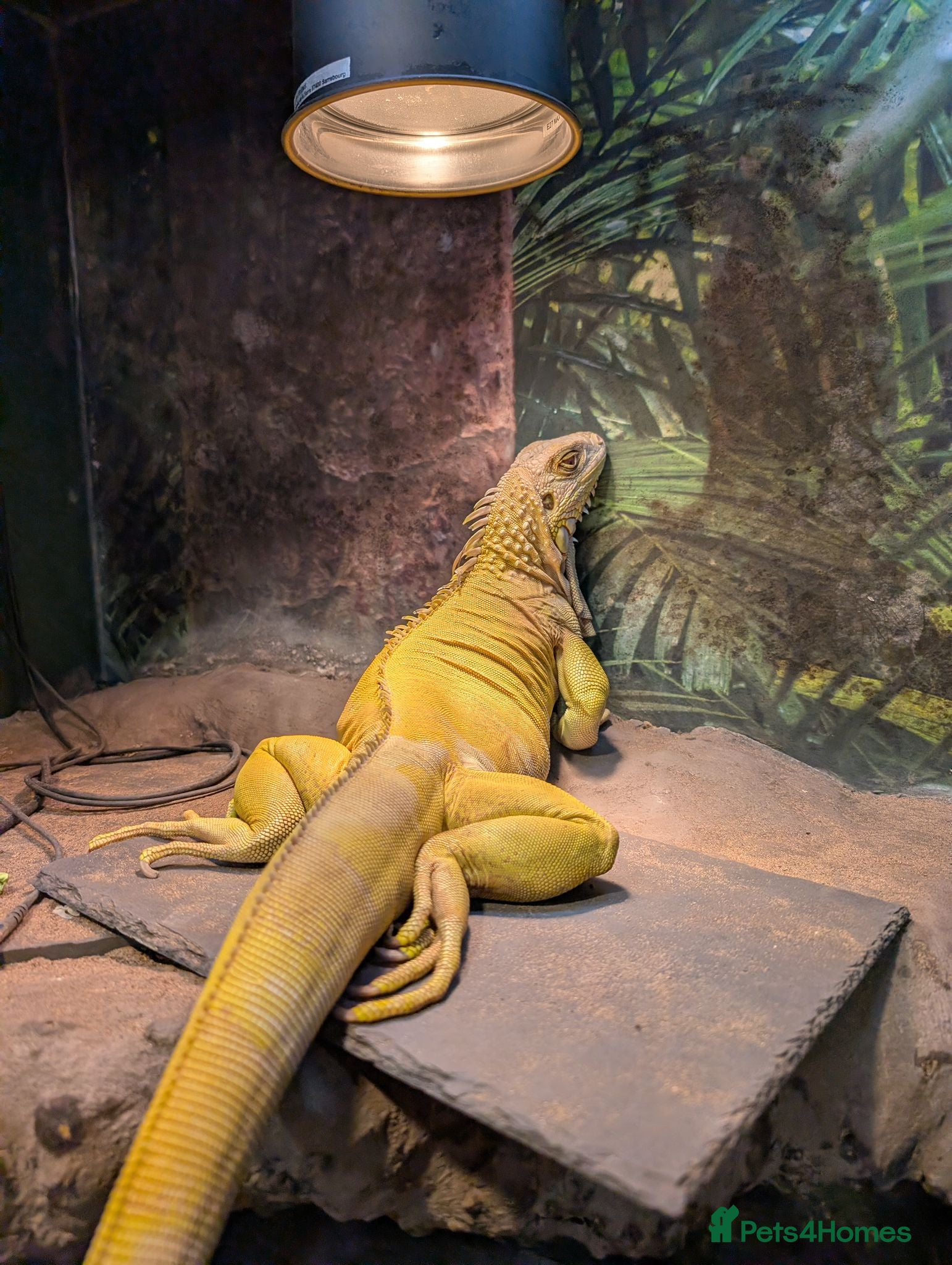 Iguana reptiles Female Albino Iguana - Advert 1