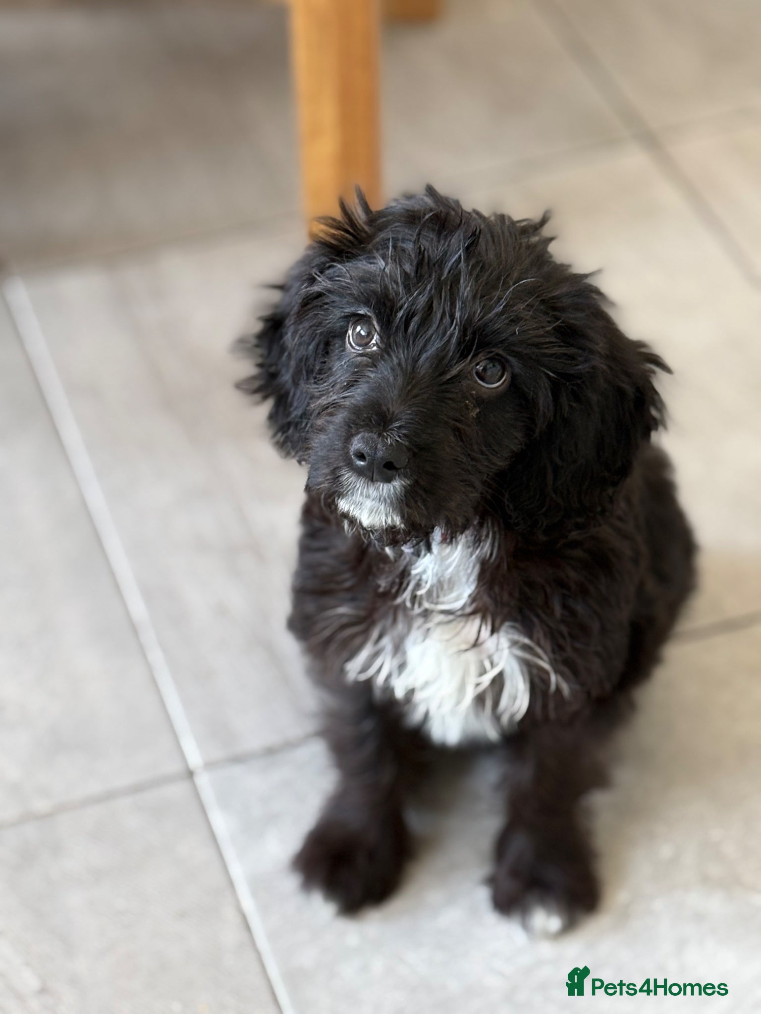 Cockapoo dogs Rehoming cockapoo  - Advert 1