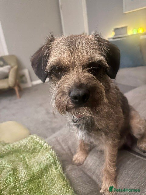 Border Terrier dogs for sale: KC Registered Slem clear Border Terrier Pups - Advert 6