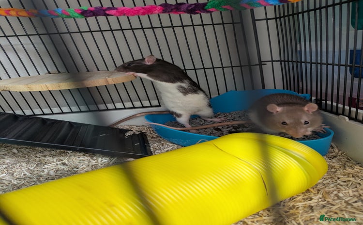 Rat rodents - Advert 1
