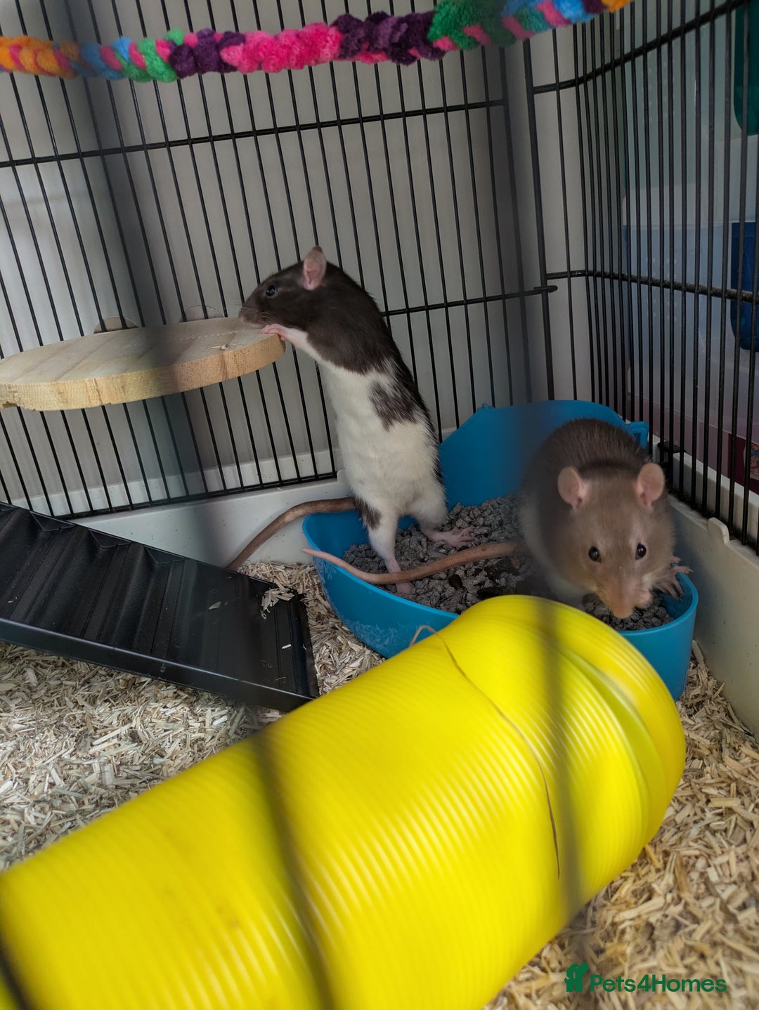 Rat rodents for sale: 2 female rats - Image 1