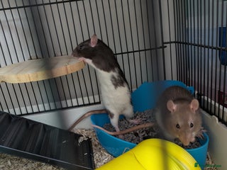 Rat rodents - Advert 33