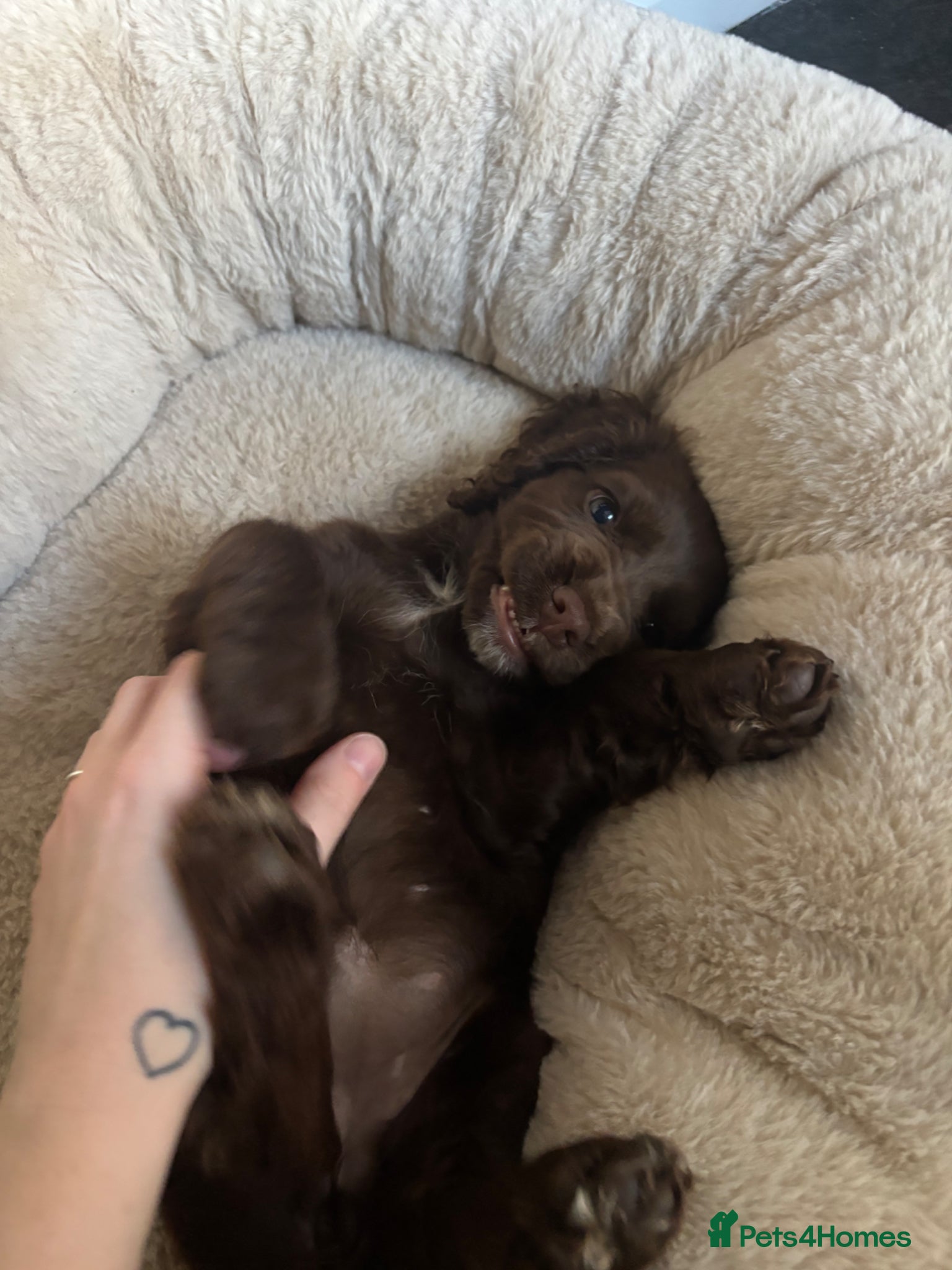 Cocker Spaniel dogs Cocker Spaniel  - Advert 10