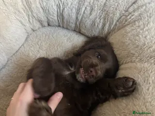 Cocker Spaniel dogs Cocker Spaniel - Advert 10