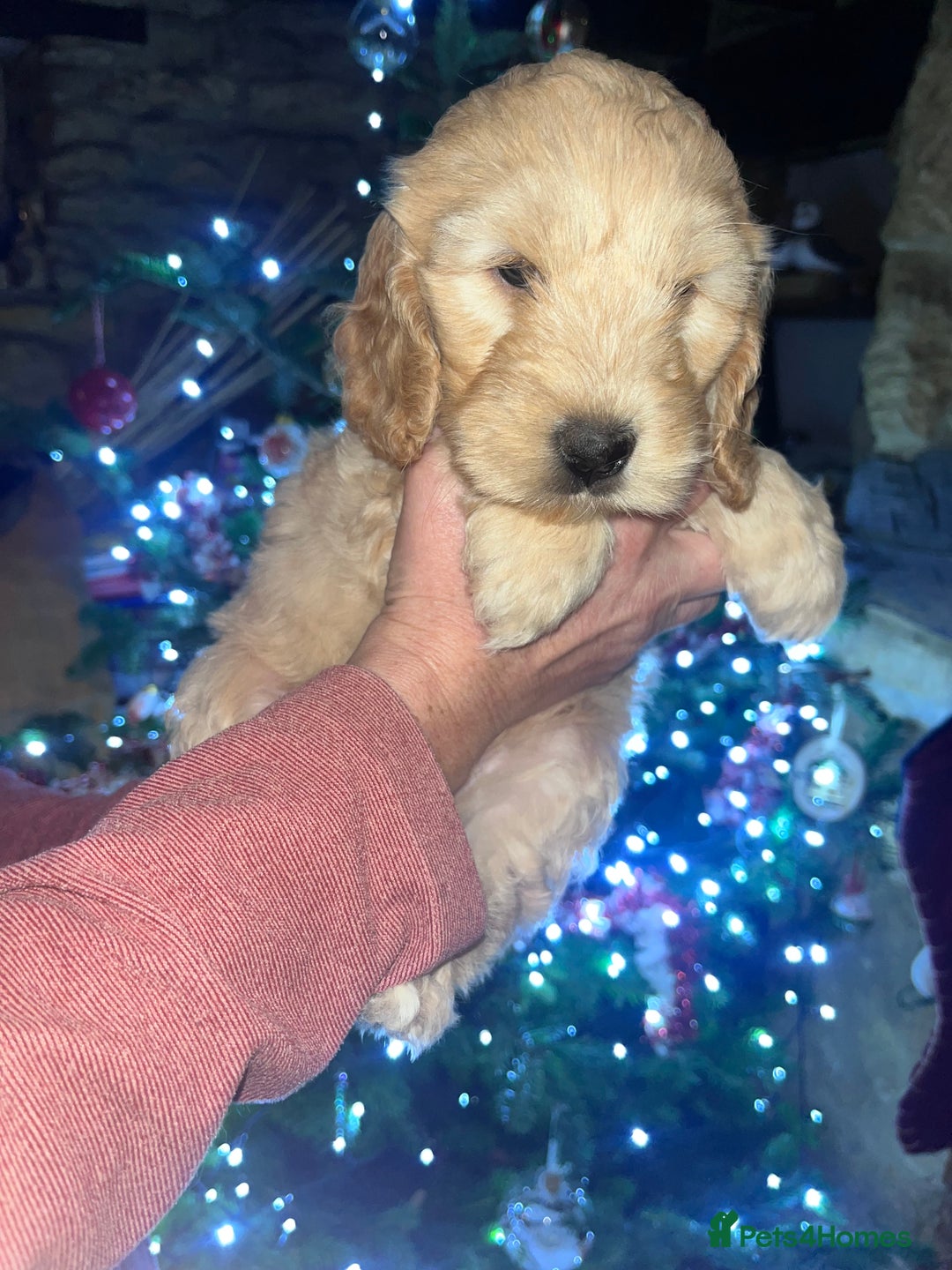 Australian Labradoodle dogs for sale: Gorgeous Australian Labradoodle Puppies  - Advert 9