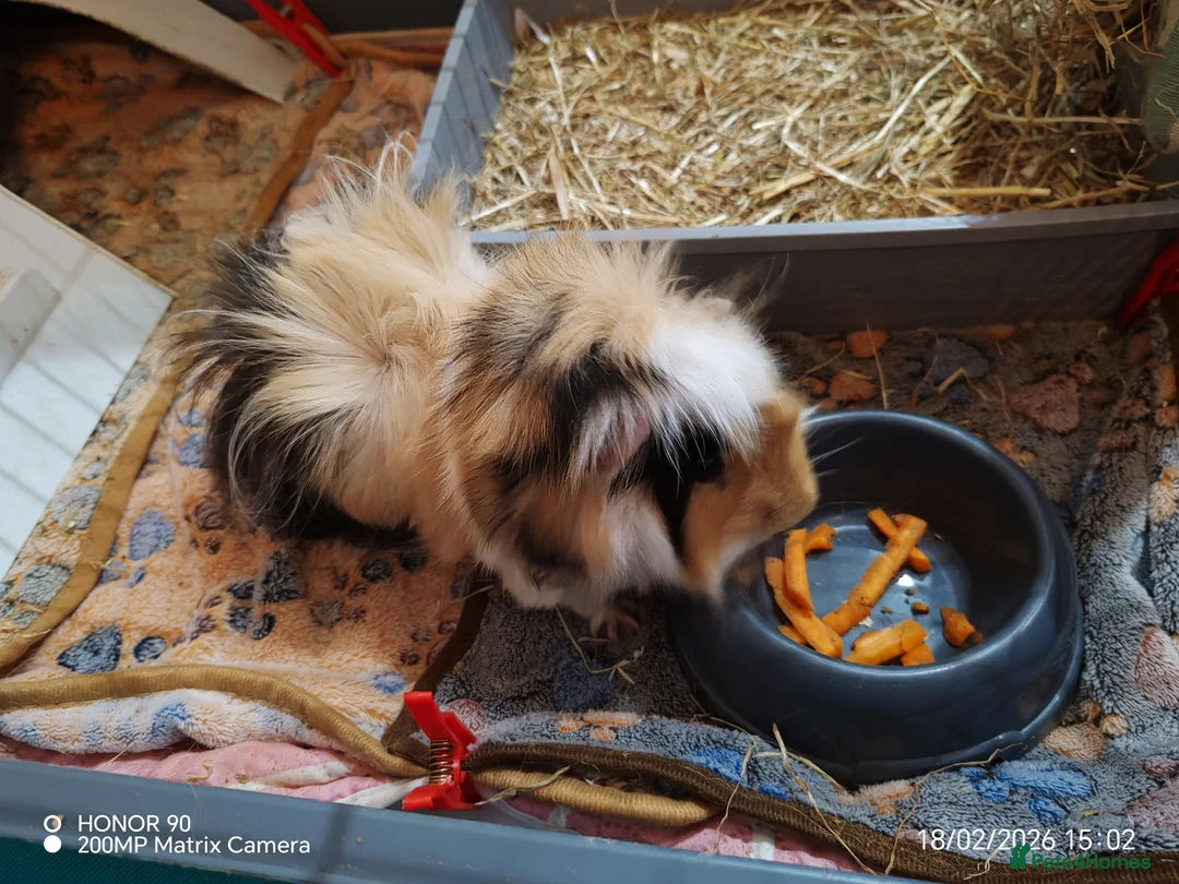 Guinea Pig rodents for sale: 2 lovely male guinea pigs need new home full setup in Uxbridge - Advert 4