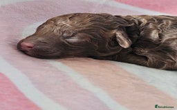 Miniature Poodle dogs for sale: Very well bred, health tested parents  - Image 4