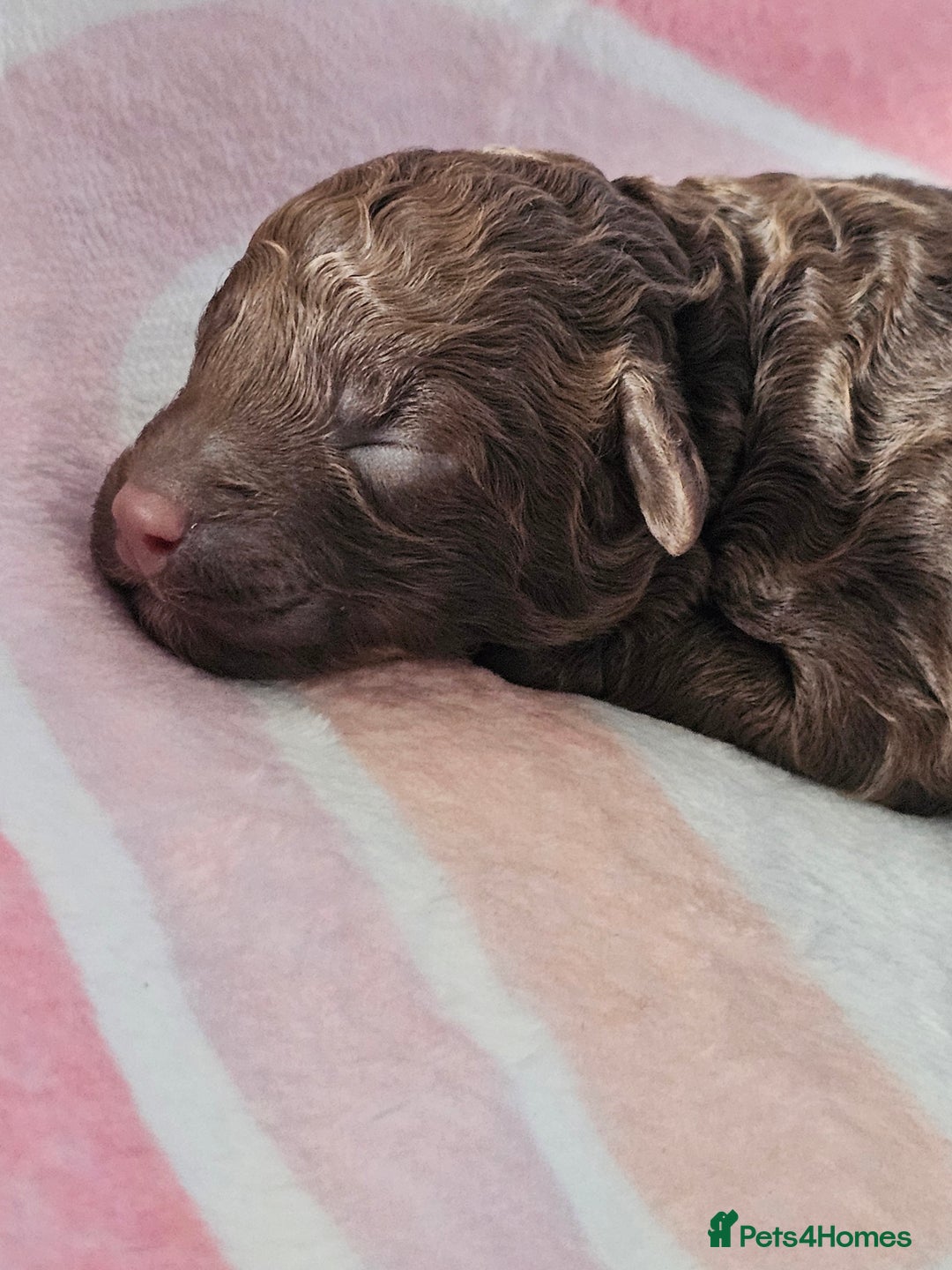 Miniature Poodle dogs for sale: Very well bred, health tested parents  - Image 4