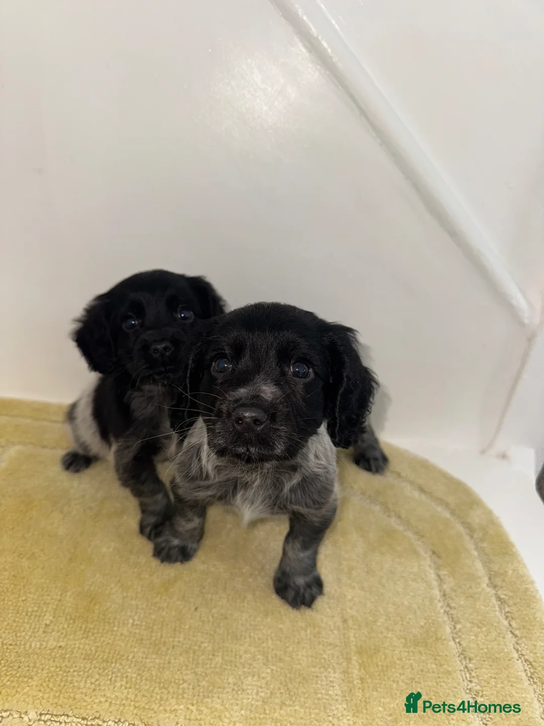 Cocker Spaniel dogs for sale: Cocker spaniel puppies for sale!  in Bishop Auckland - Advert 1