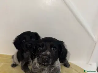 Cocker Spaniel dogs Cocker spaniel puppies for sale! - Advert 1