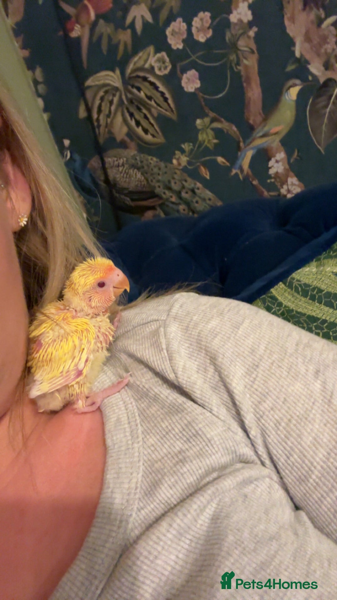 Lovebirds birds for sale: Hand reared beautiful love birds - Advert 2