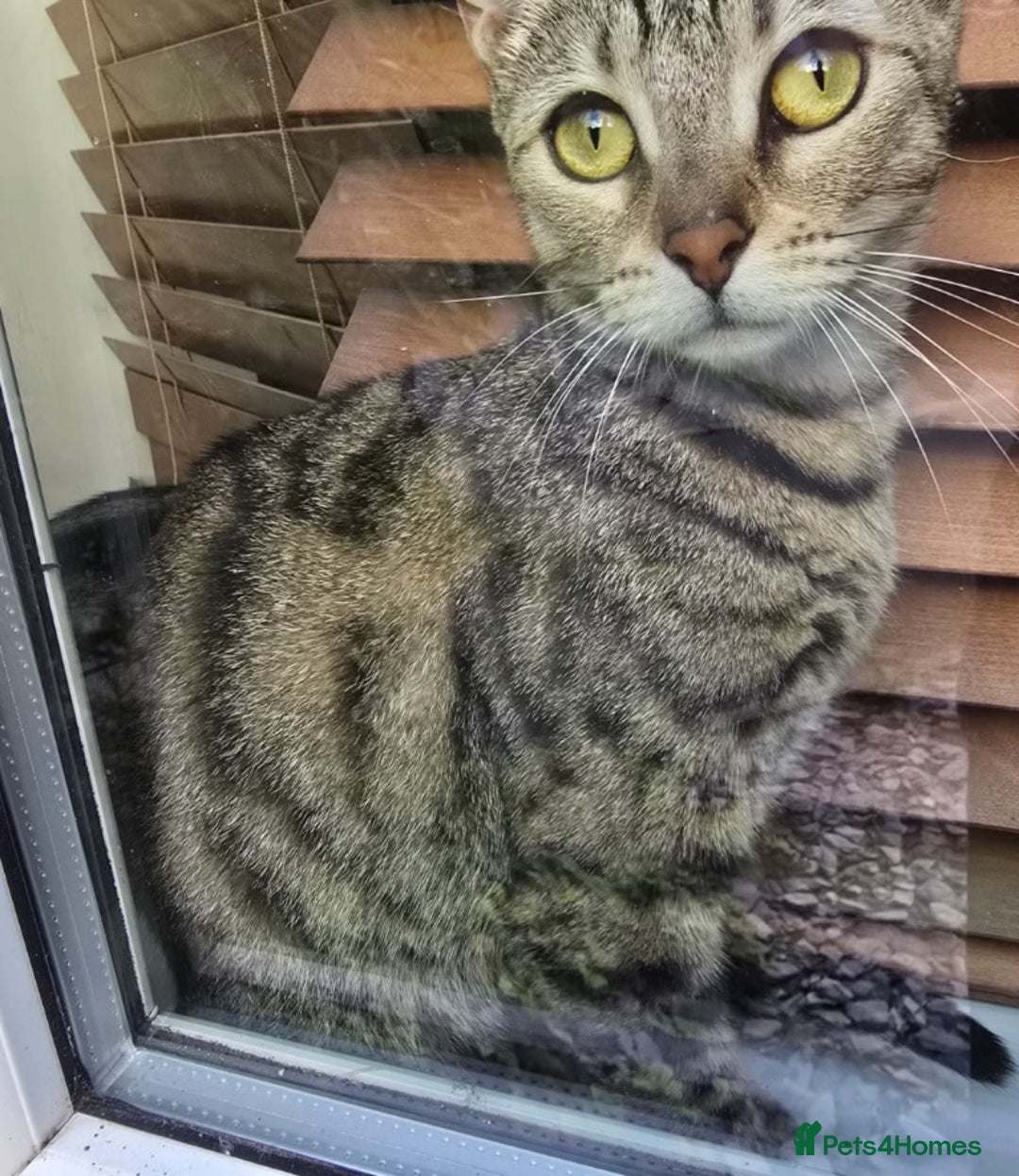 Bengal cats for sale: Bengal kittens - Image 13