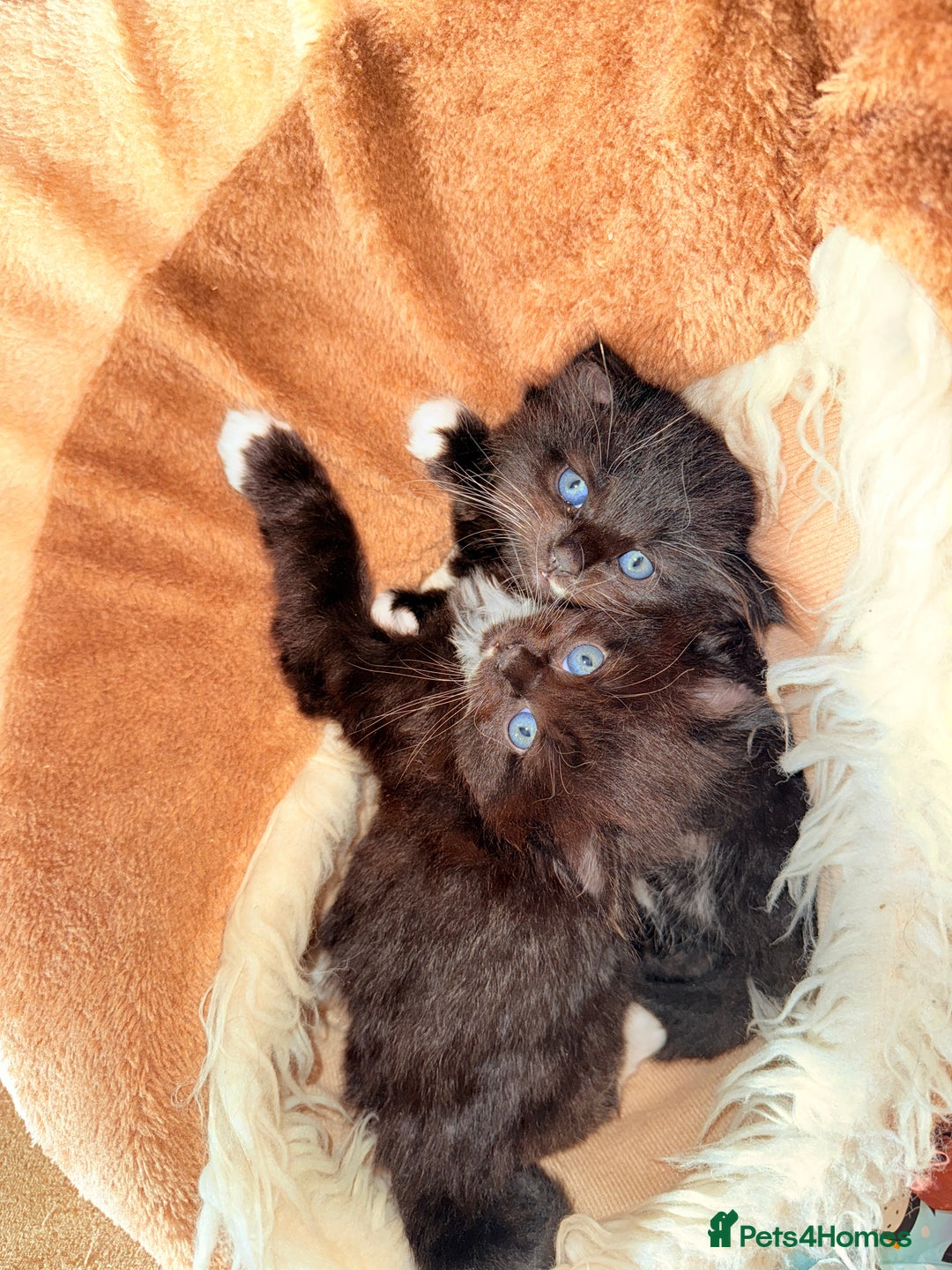 Mixed Breed cats for sale: 4 Beautiful TUXEDO Kittens Available <3 - Advert 7