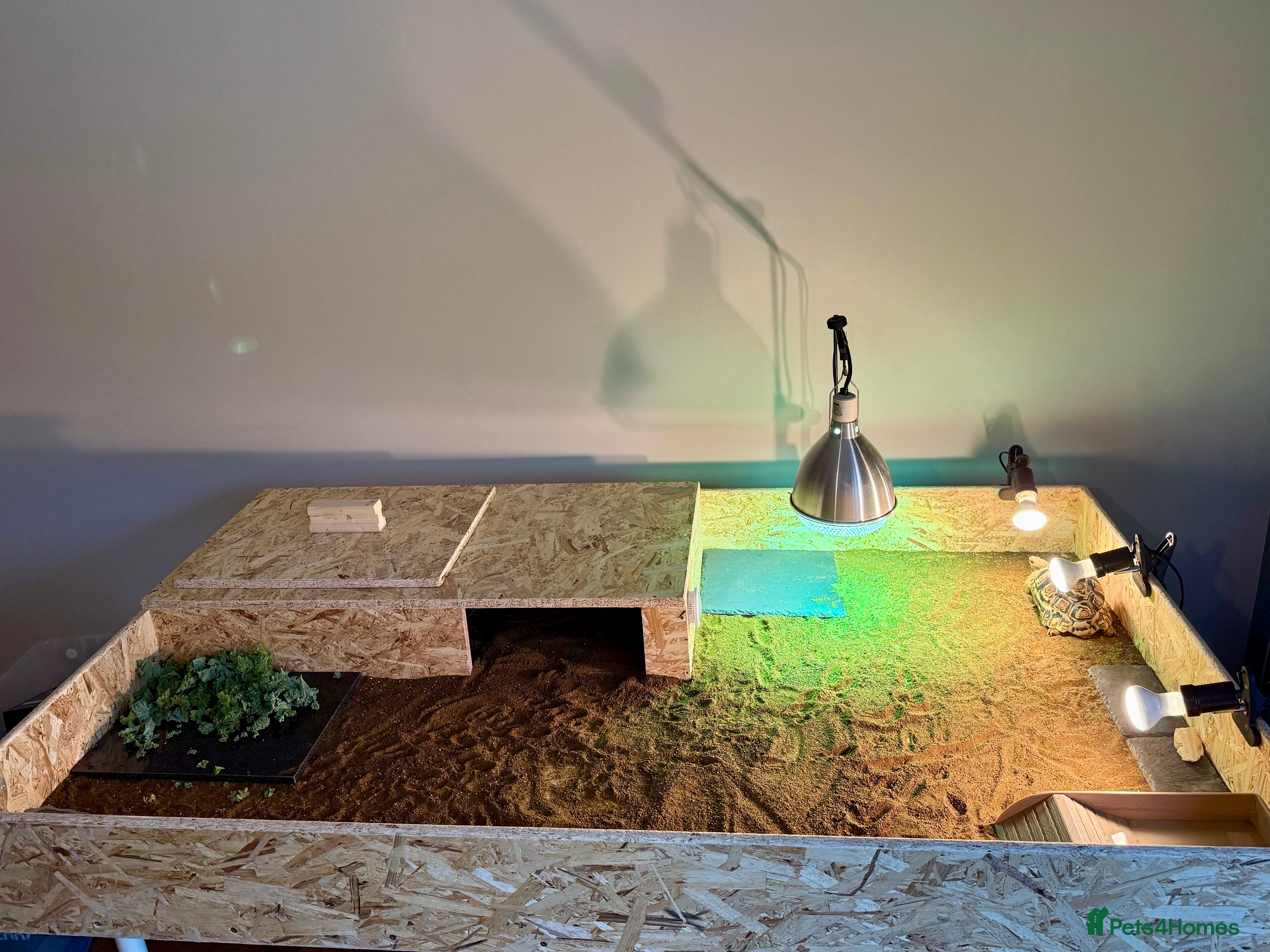 Tortoise reptiles Two Leopard Tortoises, Handled and Child Friendly - Advert 6