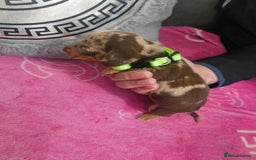Miniature Dachshund dogs for sale: Miniature dashunds  - Image 8