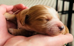 Cocker Spaniel dogs for sale: 6 Cocker Spaniel puppies for sale - Advert 13