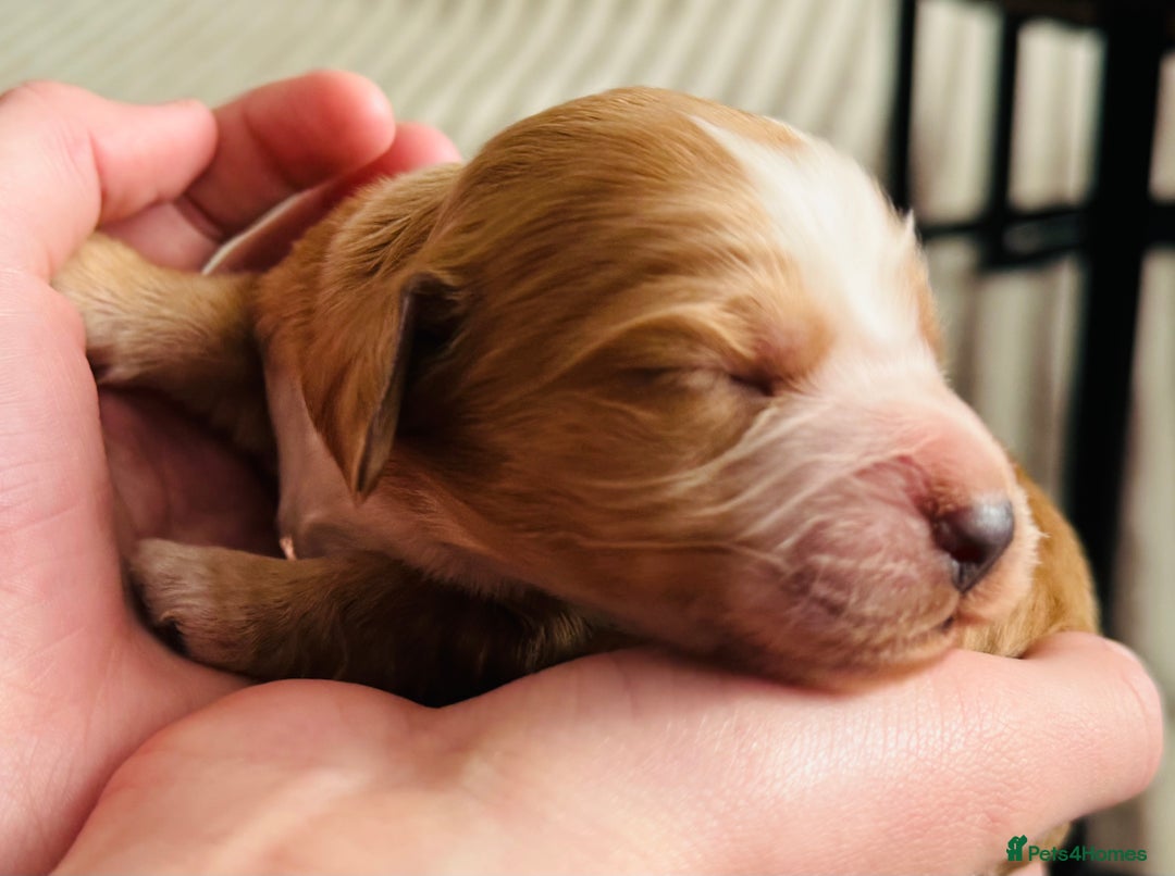 Cocker Spaniel dogs for sale: 6 Cocker Spaniel puppies for sale - Advert 13