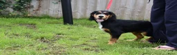 Cocker Spaniel dogs for sale: 5 Months Old Male Working Cocker KC Reg - Advert 31