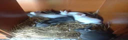 Mixed Breed rabbits for sale: Rex cross continental giant babies for sale in Dorchester - Advert 3