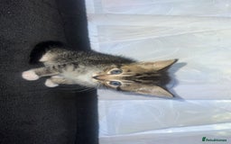 Bengal cats for sale: Bengal/Tabby - Image 13