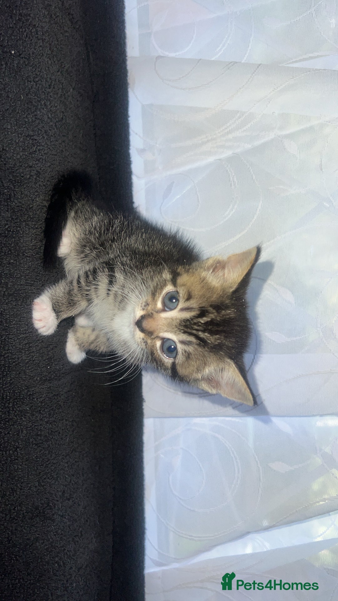 Bengal cats for sale: Bengal/Tabby - Image 13