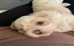 Malshi dogs for sale: Malshi puppies - Image 11