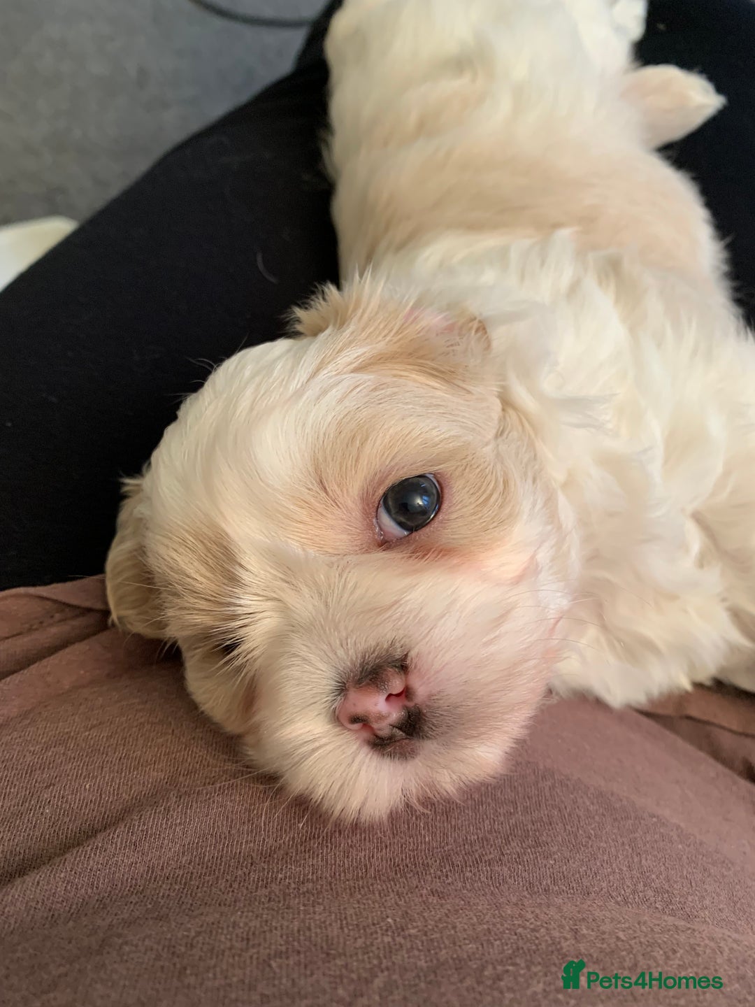 Malshi dogs for sale: Malshi puppies - Image 11