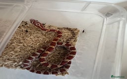 Corn Snake reptiles for sale: Corn snakes and leopard geckos babies - Image 12