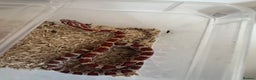 Corn Snake reptiles for sale: Corn snake hatchlings cb25 corn snakes  - Advert 8