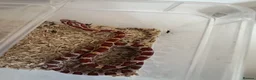 Corn Snake reptiles for sale: Corn snake hatchlings cb25 corn snakes  - Advert 8