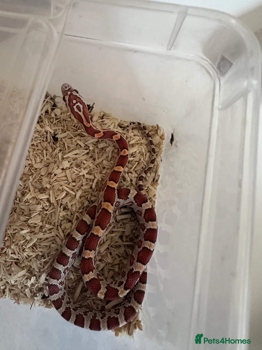 Corn Snake reptiles for sale: Corn snake hatchlings cb25 corn snakes  - Advert 8