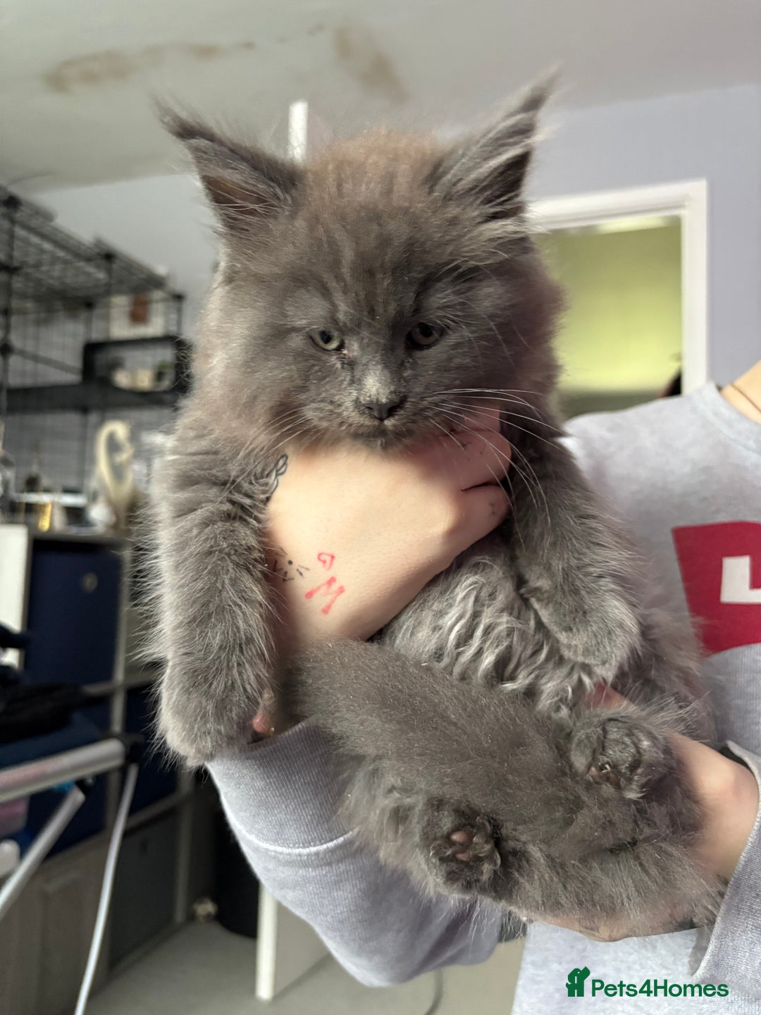 Maine Coon cats for sale: A lovely mc fluffy big solid blue boy - Advert 2