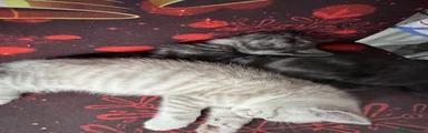 Mixed Breed 5