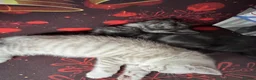 Mixed Breed cats for sale: Kittens available  - Advert 2