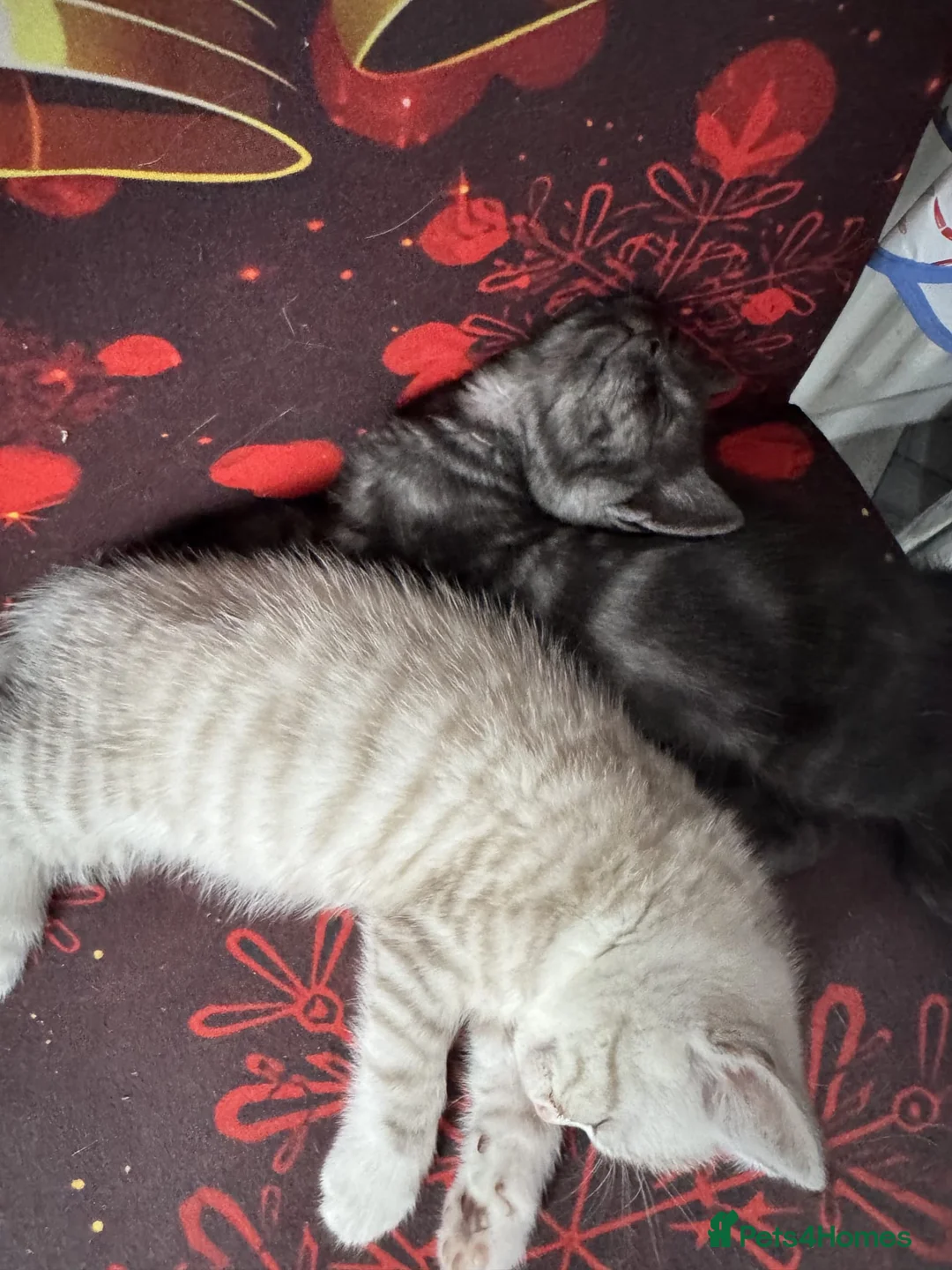 Mixed Breed cats for sale: Kittens available  - Advert 2