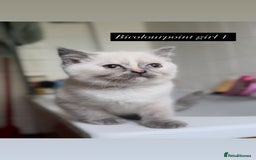 British Shorthair cats for sale: Colourpoint/ bicolour British shorthair kittens  - Image 12