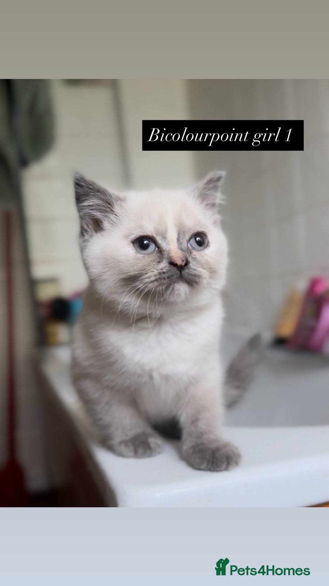 British Shorthair cats for sale: Colourpoint/ bicolour British shorthair kittens  - Image 12