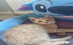 Mixed Breed cats for sale: 3 adorable kittens for sale  - Advert 3