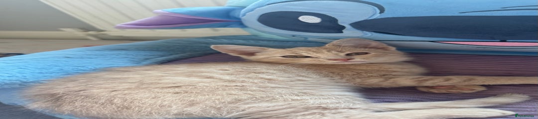 Mixed Breed Kitten 1