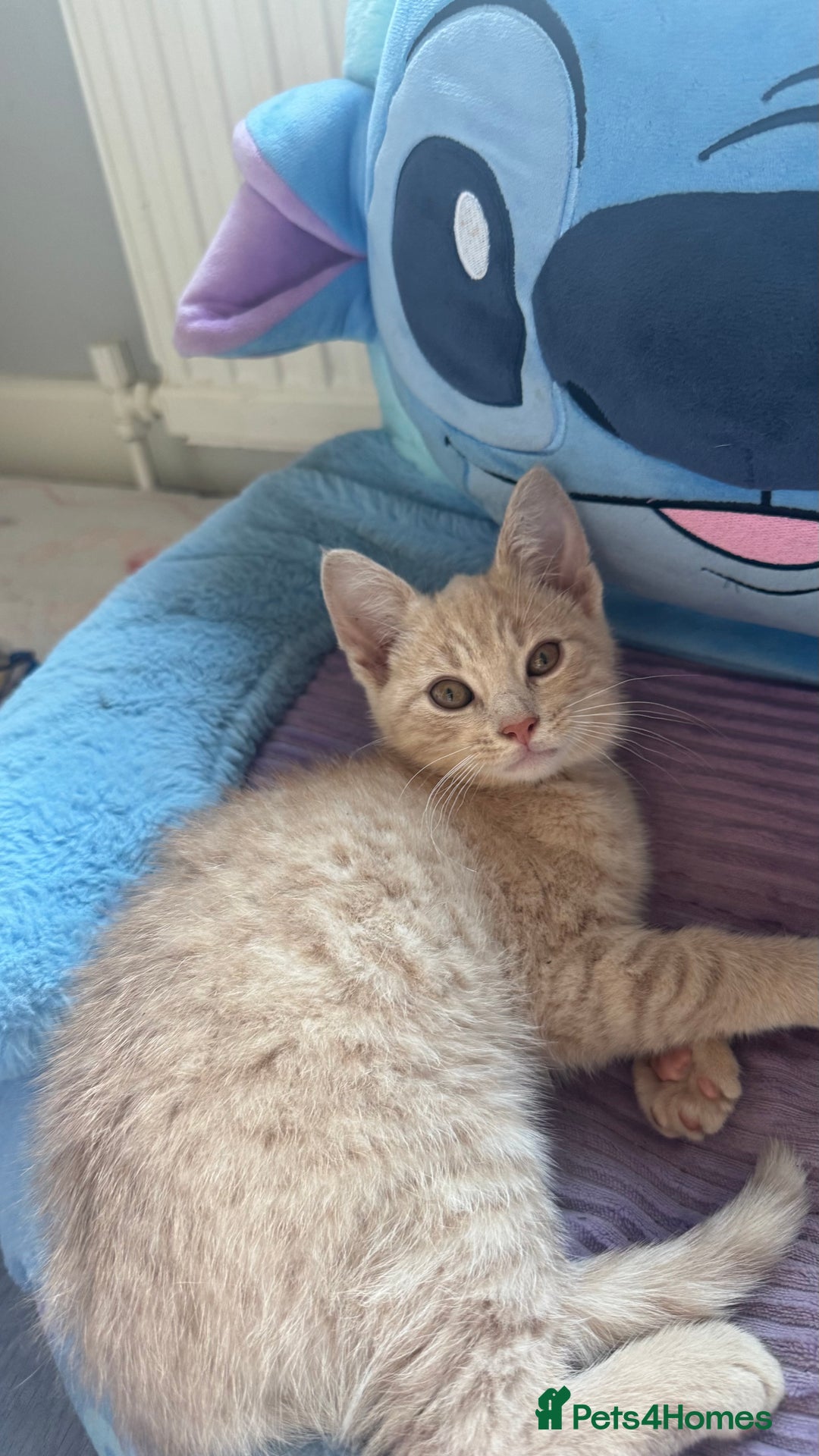 Mixed Breed cats for sale: 3 adorable kittens for sale  - Advert 3