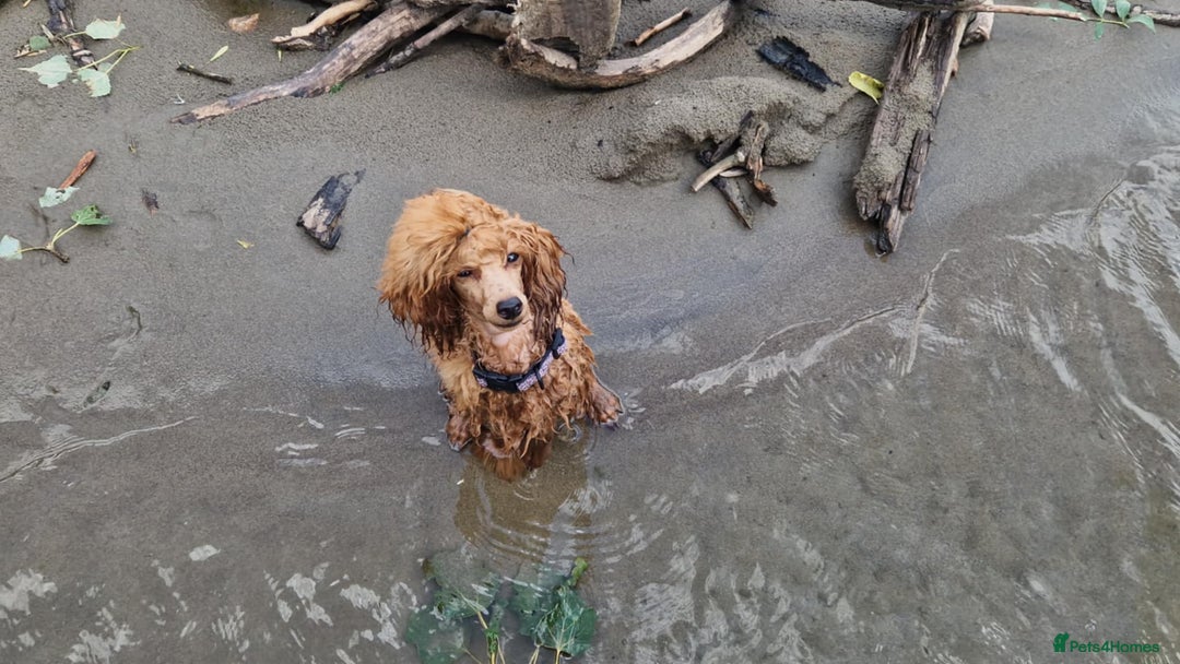 Miniature Poodle dogs for sale: Beautiful girl available - Image 3