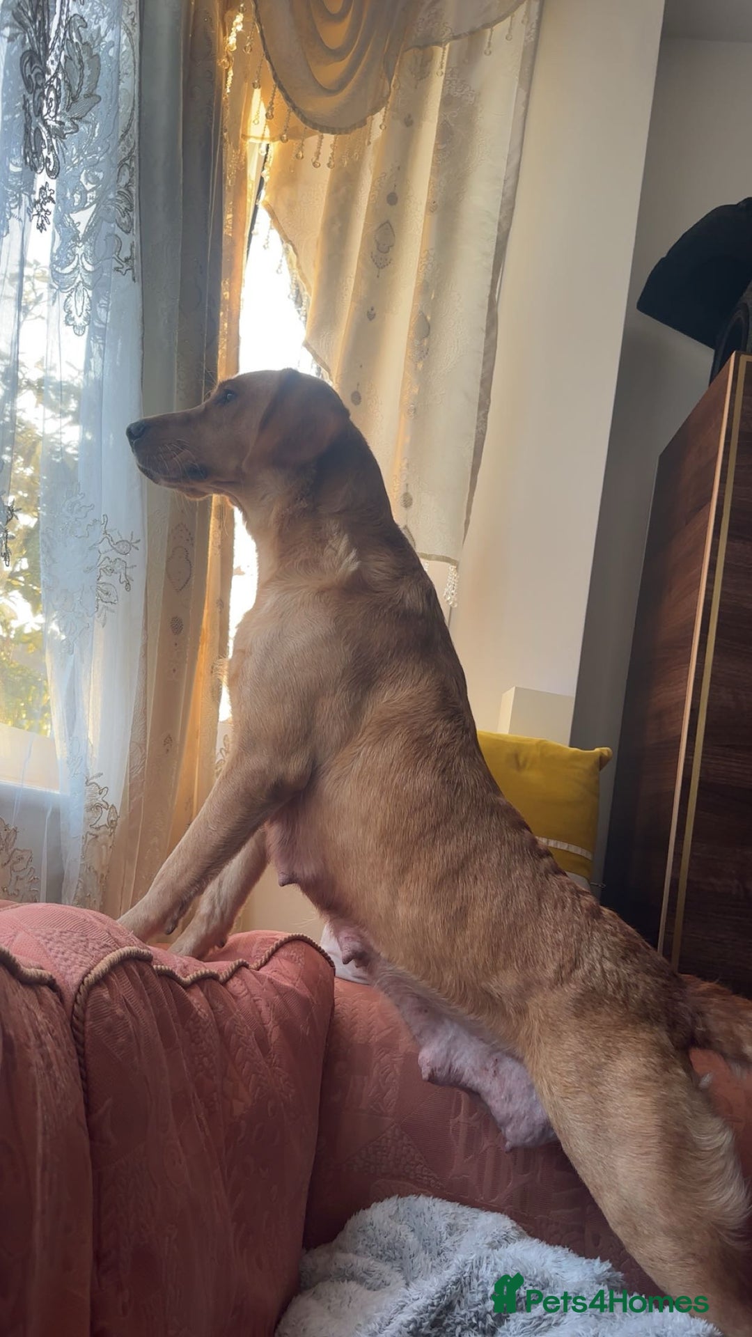 Labrador Retriever dogs for sale:  KC Bloodline Labrador Retriever Puppies  - Advert 4