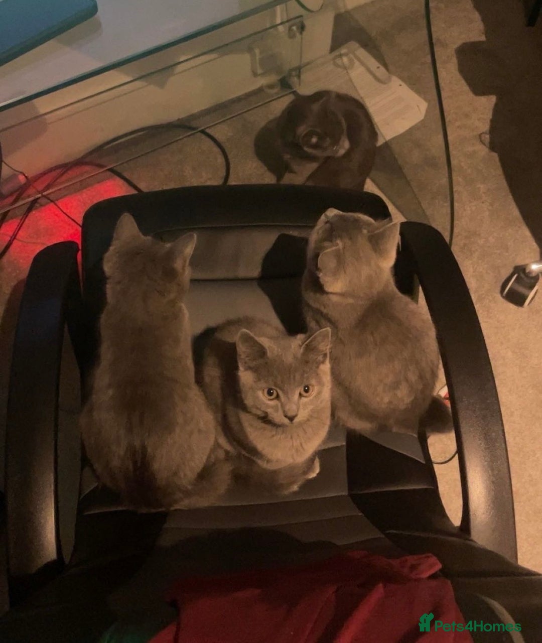 Russian Blue cats for sale: Russian blue kittens 2 males 2 females ready now.  - Image 9