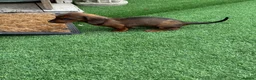 Miniature Dachshund dogs for sale: Miniature Daschund  - Advert 28