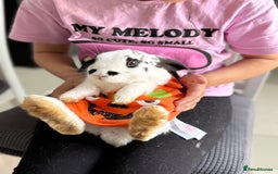 Mini Lop rabbits for sale: Mistach - Image 1