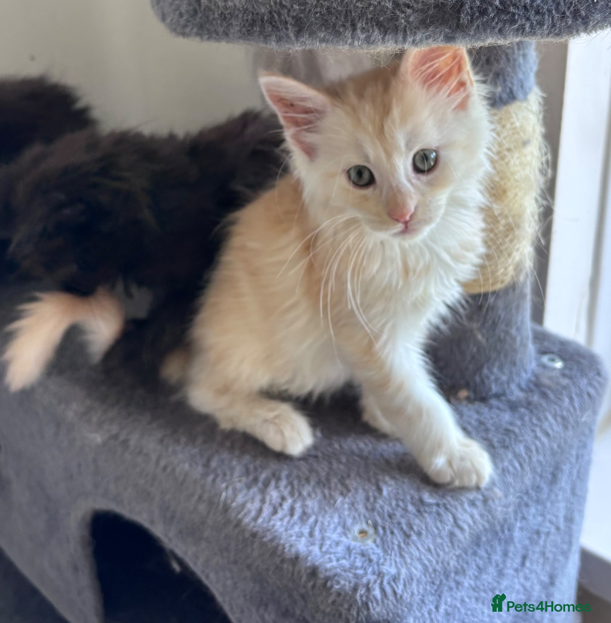 Maine Coon cats Maine Coon Kittens-Cream Boy and Black Smoke  - Advert 4